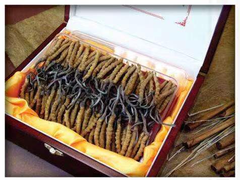 通辽冬虫夏草回收